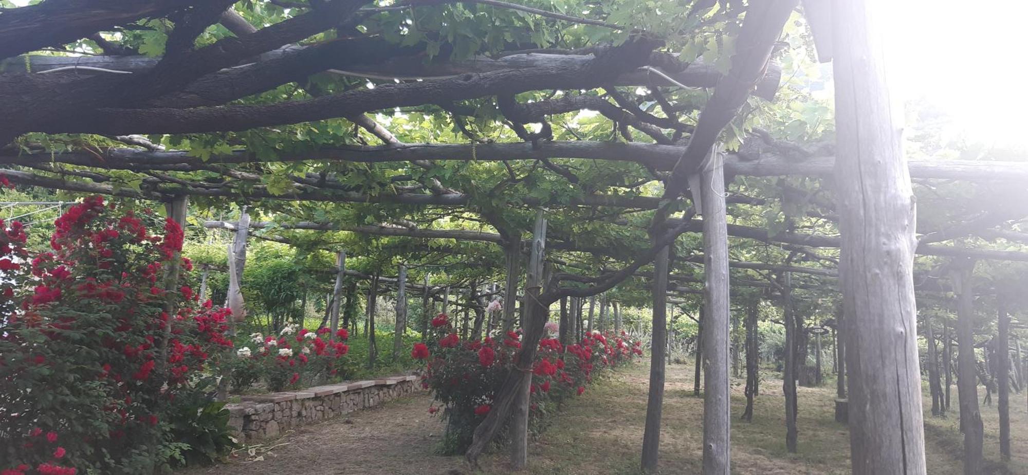 Agriturismo Mare E Monti 트라몬티 외부 사진