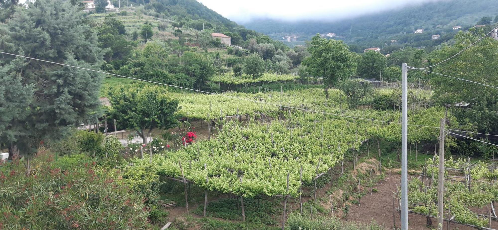 Agriturismo Mare E Monti 트라몬티 외부 사진